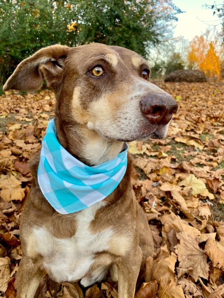 Dog-bandana
